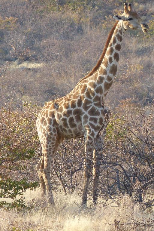 Grootberg Lodge Damaraland Exteriör bild