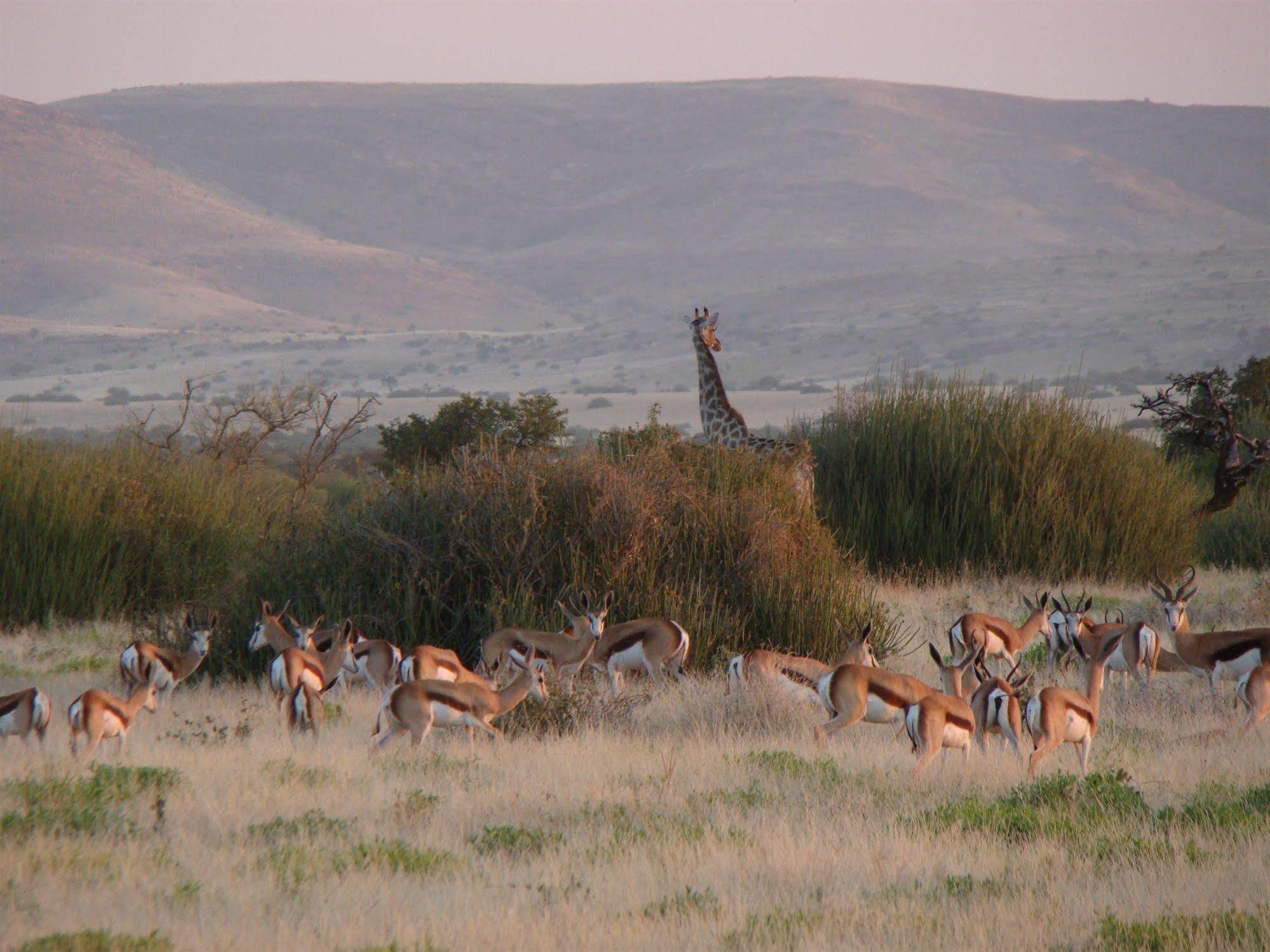Grootberg Lodge Damaraland Exteriör bild